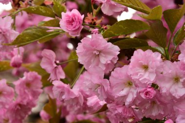 Bahçedeki ağaçta çiçek açan güzel sakura çiçeğini kapat.