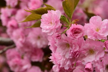 Bahçedeki ağaçta çiçek açan güzel sakura çiçeğini kapat.