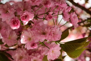 Bahçedeki ağaçta çiçek açan güzel sakura çiçeğini kapat.