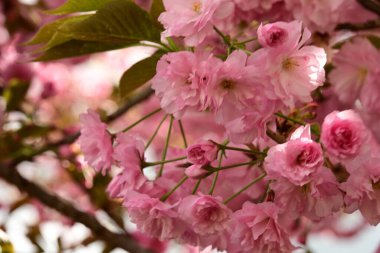 Bahçedeki ağaçta çiçek açan güzel sakura çiçeğini kapat.