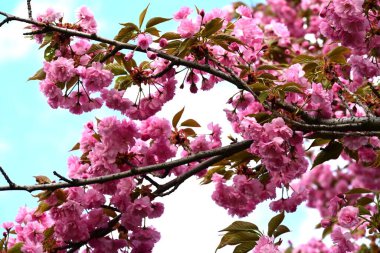 Bahçedeki ağaçta çiçek açan güzel sakura çiçeğini kapat.