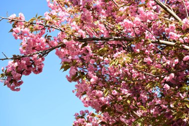 Bahçedeki ağaçta çiçek açan güzel sakura çiçeğini kapat.