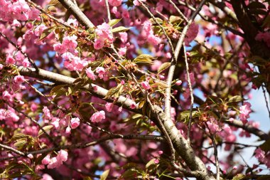 Bahçedeki ağaçta çiçek açan güzel sakura çiçeğini kapat.