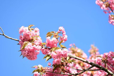 Bahçedeki ağaçta çiçek açan güzel sakura çiçeğini kapat.