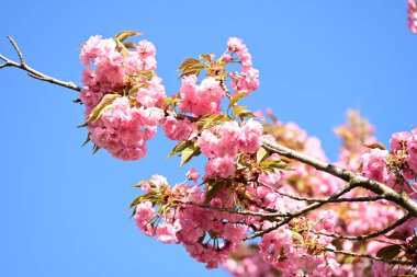 Bahçedeki ağaçta çiçek açan güzel sakura çiçeğini kapat.