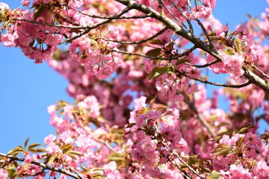 Bahçedeki ağaçta çiçek açan güzel sakura çiçeğini kapat.
