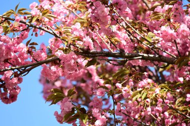 Bahçedeki ağaçta çiçek açan güzel sakura çiçeğini kapat.
