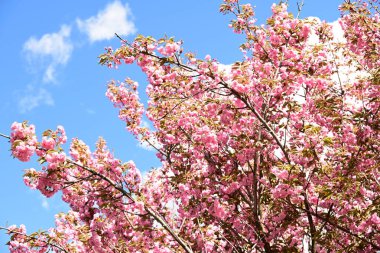 Bahçedeki ağaçta çiçek açan güzel sakura çiçeğini kapat.