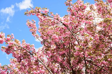 Bahçedeki ağaçta çiçek açan güzel sakura çiçeğini kapat.