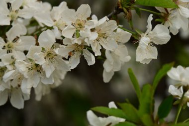 Bahçedeki ağaçta güzel kiraz çiçeklerine yakın.