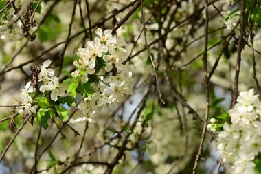 Bahçedeki ağaçta güzel kiraz çiçeklerine yakın.