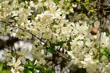 Bahçedeki ağaçta güzel kiraz çiçeklerine yakın.
