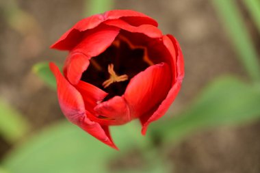 Kırmızı yapraklı kırmızı lale