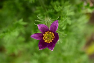 Bahçede büyüyen güzel bahar pulsatilla çiçeği 