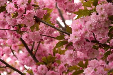 Bahçedeki ağaçta çiçek açan güzel sakura çiçeğini kapat.