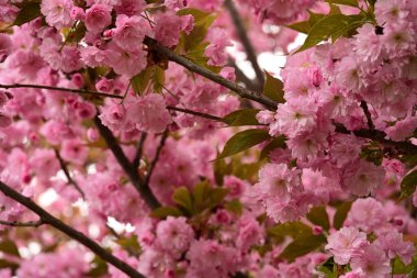 Bahçedeki ağaçta çiçek açan güzel sakura çiçeğini kapat.