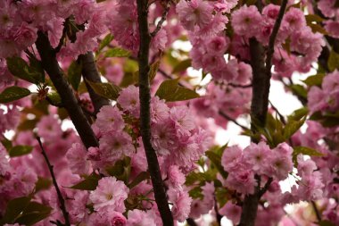 Bahçedeki ağaçta çiçek açan güzel sakura çiçeğini kapat.