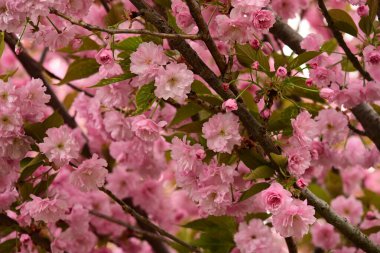 Bahçedeki ağaçta çiçek açan güzel sakura çiçeğini kapat.
