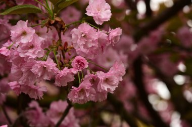 Bahçedeki ağaçta çiçek açan güzel sakura çiçeğini kapat.