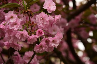 Bahçedeki ağaçta çiçek açan güzel sakura çiçeğini kapat.