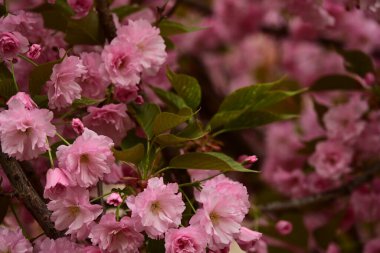 Bahçedeki ağaçta çiçek açan güzel sakura çiçeğini kapat.