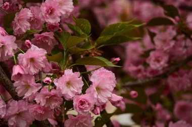 Bahçedeki ağaçta çiçek açan güzel sakura çiçeğini kapat.