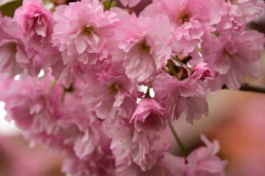 Bahçedeki ağaçta çiçek açan güzel sakura çiçeğini kapat.