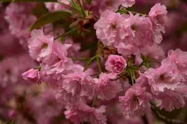 Bahçedeki ağaçta çiçek açan güzel sakura çiçeğini kapat.