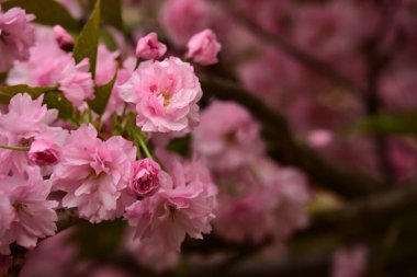 Bahçedeki ağaçta çiçek açan güzel sakura çiçeğini kapat.