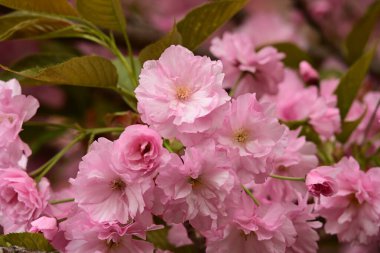 Bahçedeki ağaçta çiçek açan güzel sakura çiçeğini kapat.