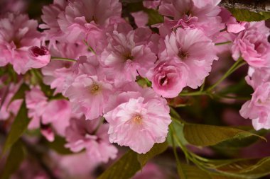 Bahçedeki ağaçta çiçek açan güzel sakura çiçeğini kapat.