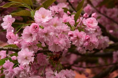 Bahçedeki ağaçta çiçek açan güzel sakura çiçeğini kapat.