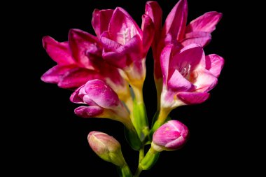 Siyah arka planda güzel çiçekler, yakın plan.