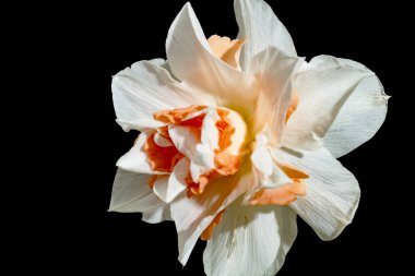 Güzel bahar nergis çiçeği, yakın çekim.