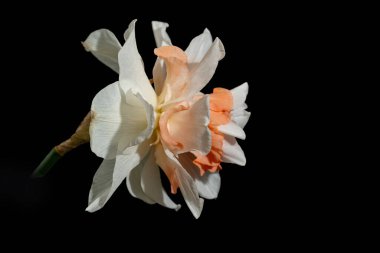 Güzel bahar nergis çiçeği, yakın çekim.