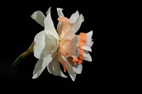 Güzel bahar nergis çiçeği, yakın çekim.