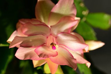 Güzel parlak Schlumbergera çiçeği, yaklaş. 