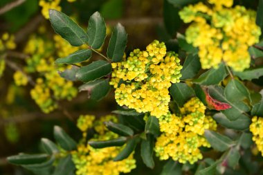 Güzel sarı çiçek, yakın yukarı