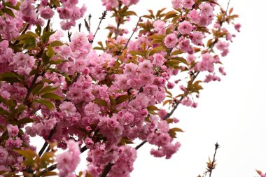 Bahçedeki ağaçta çiçek açan güzel sakura çiçeğini kapat.