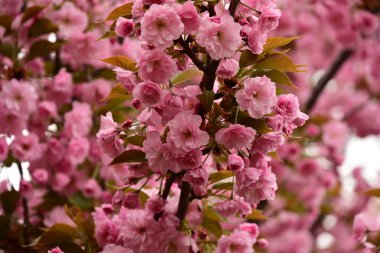 Bahçedeki ağaçta çiçek açan güzel sakura çiçeğini kapat.