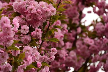 Bahçedeki ağaçta çiçek açan güzel sakura çiçeğini kapat.