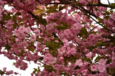 Bahçedeki ağaçta çiçek açan güzel sakura çiçeğini kapat.