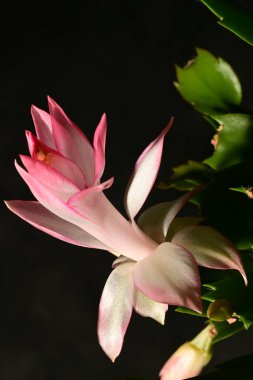 Güzel parlak Schlumbergera çiçeği, yaklaş. 