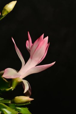 Güzel parlak Schlumbergera çiçeği, yaklaş. 