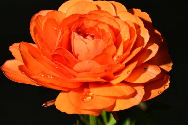 Güzel parlak ranunculus çiçeği, kapat