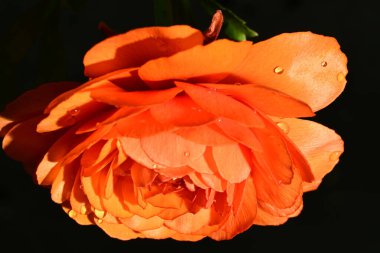 Güzel parlak ranunculus çiçeği, kapat