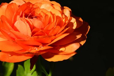 Güzel parlak ranunculus çiçeği, kapat