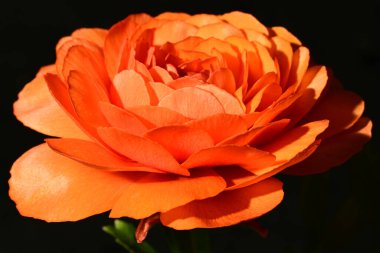 Güzel parlak ranunculus çiçeği, kapat