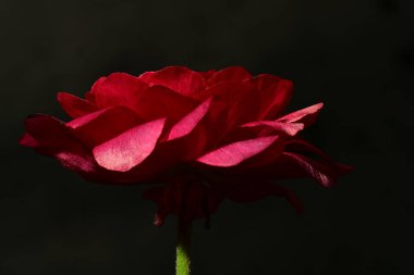 Güzel parlak ranunculus çiçeği, kapat 