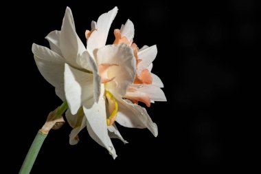 Güzel bahar nergis çiçeği, yakın çekim.